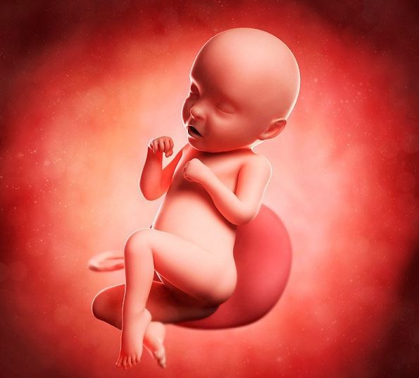 bo-phan-sinh-duc-cua-thai-nhi-phat-trien-cham