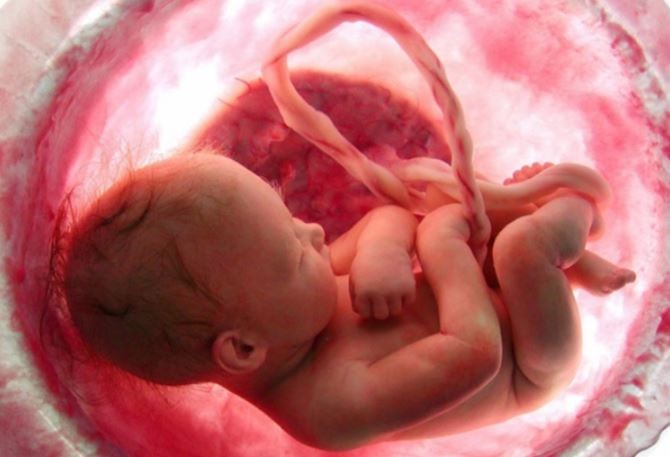 bo-phan-sinh-duc-cua-thai-nhi-phat-trien-cham