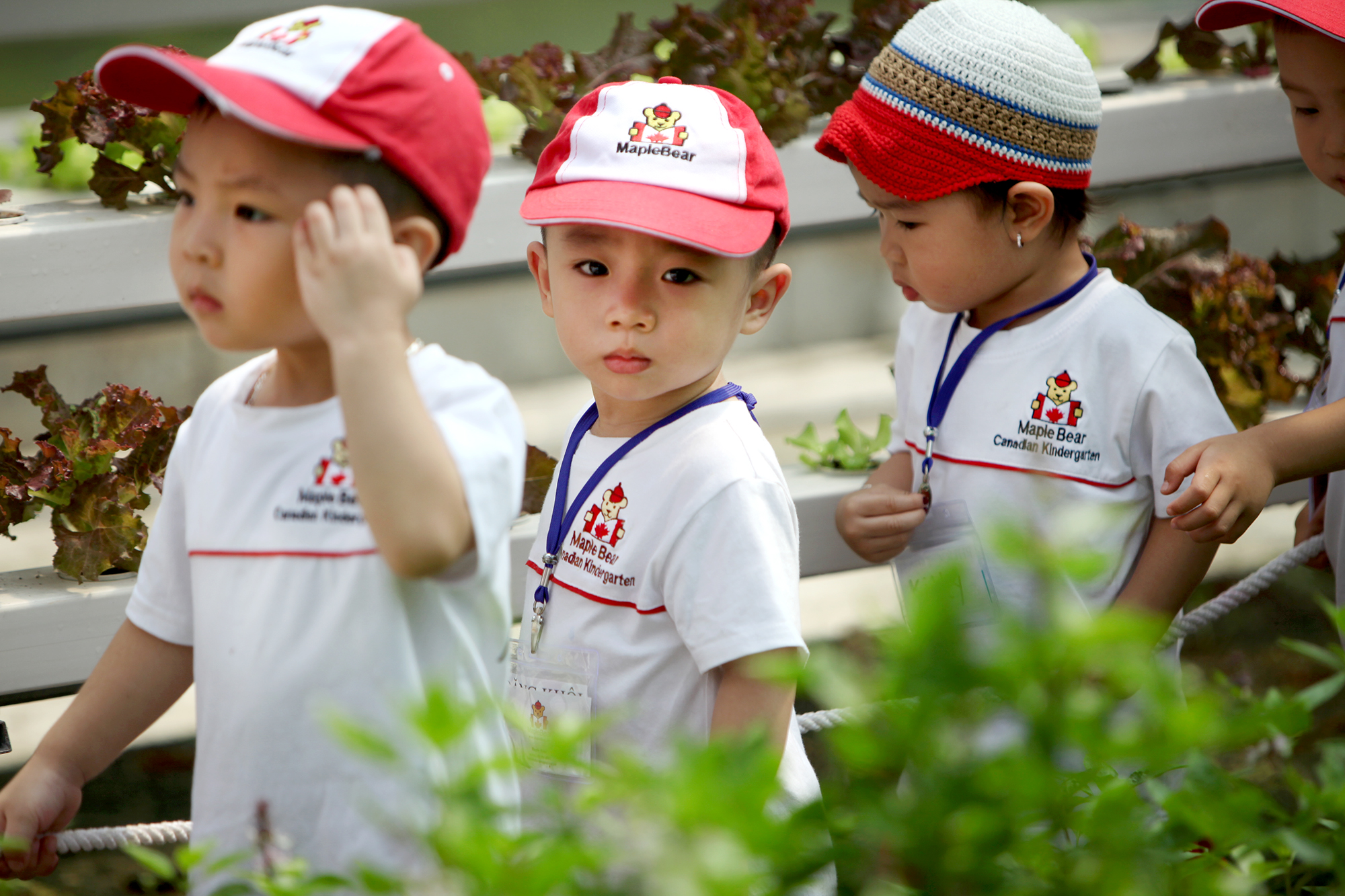 Ảnh của trường Trường mầm non Quốc Tế Maple Bear (Maple Bear Sunshine) - Mai Động