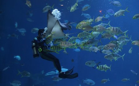 Into the Blue: Diving into the Underwater Wonderland of the Great Barrier Reef