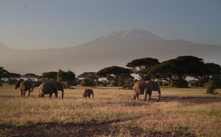Beyond the Safari: Witnessing the Marvels of the African Wilderness