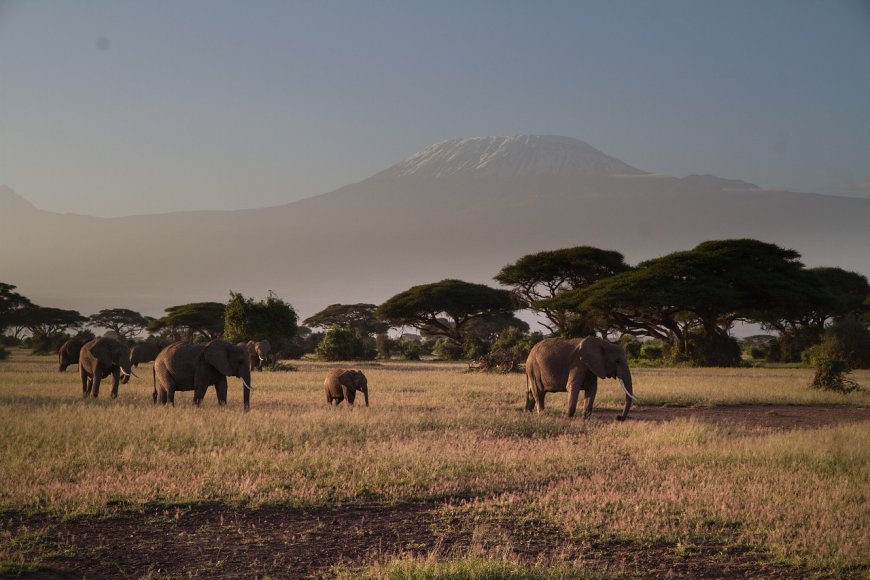 Beyond the Safari: Witnessing the Marvels of the African Wilderness