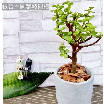 泥盆小品   超夯網紅小品