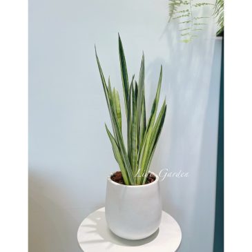 泥盆雪紋虎尾蘭