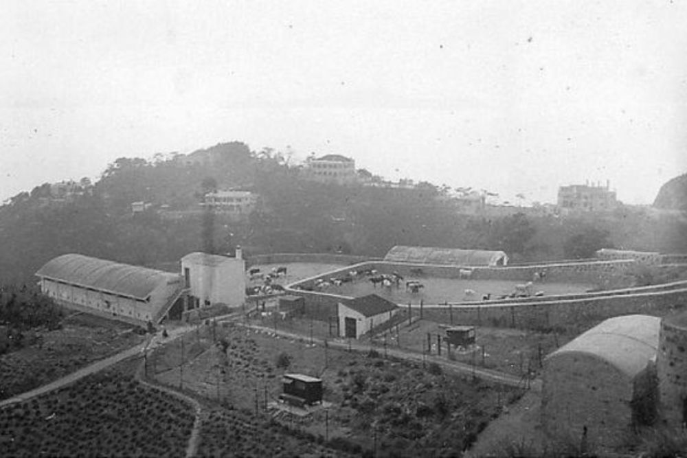 Hidden Hong Kong A history of local Hong Kong dairy farms Localiiz