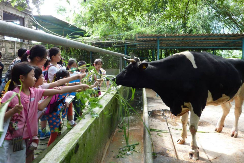 Hidden Hong Kong A history of local Hong Kong dairy farms Localiiz