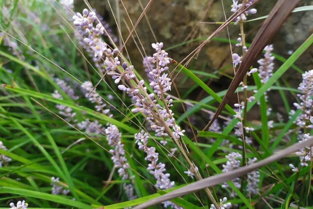How to hike Rooster Ridge (Kai Kung Leng) in Lam Tsuen ...
