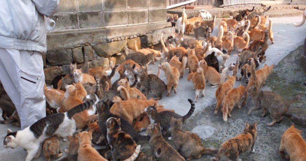 Aoshima & Tashirojima, Japan Exploring the famous “Cat