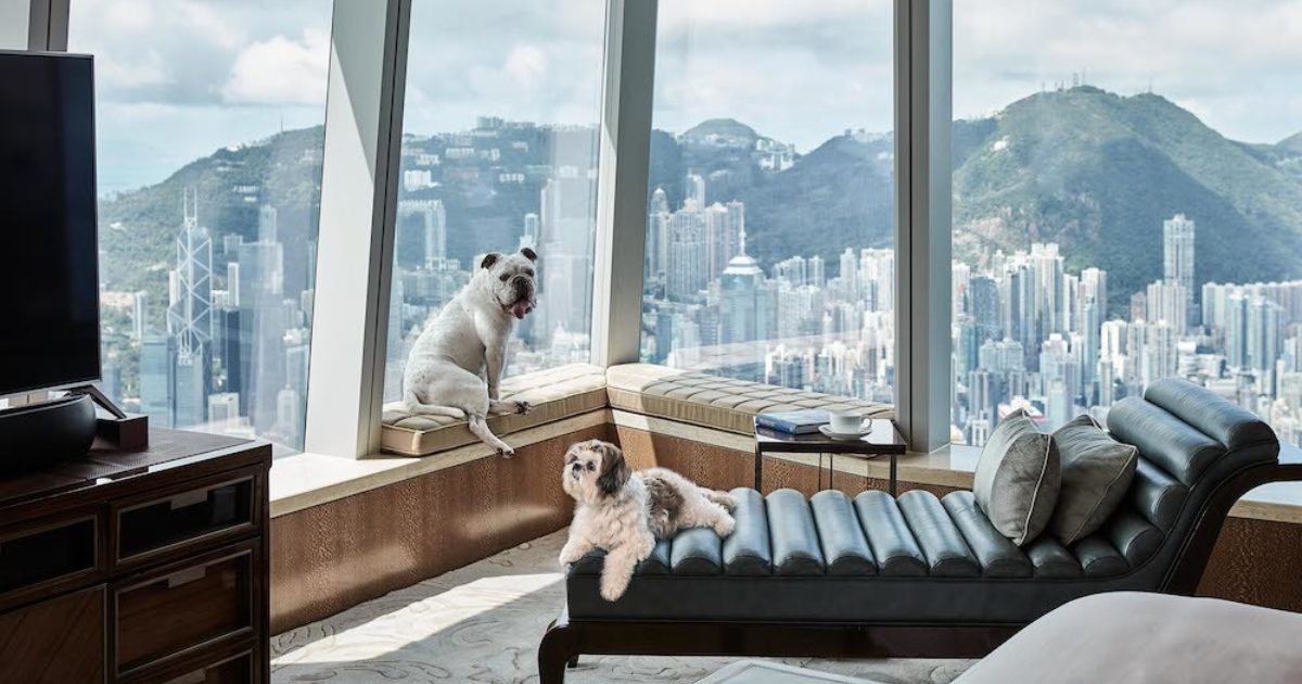 8 petfriendly hotels in Hong Kong for your next staycation Localiiz