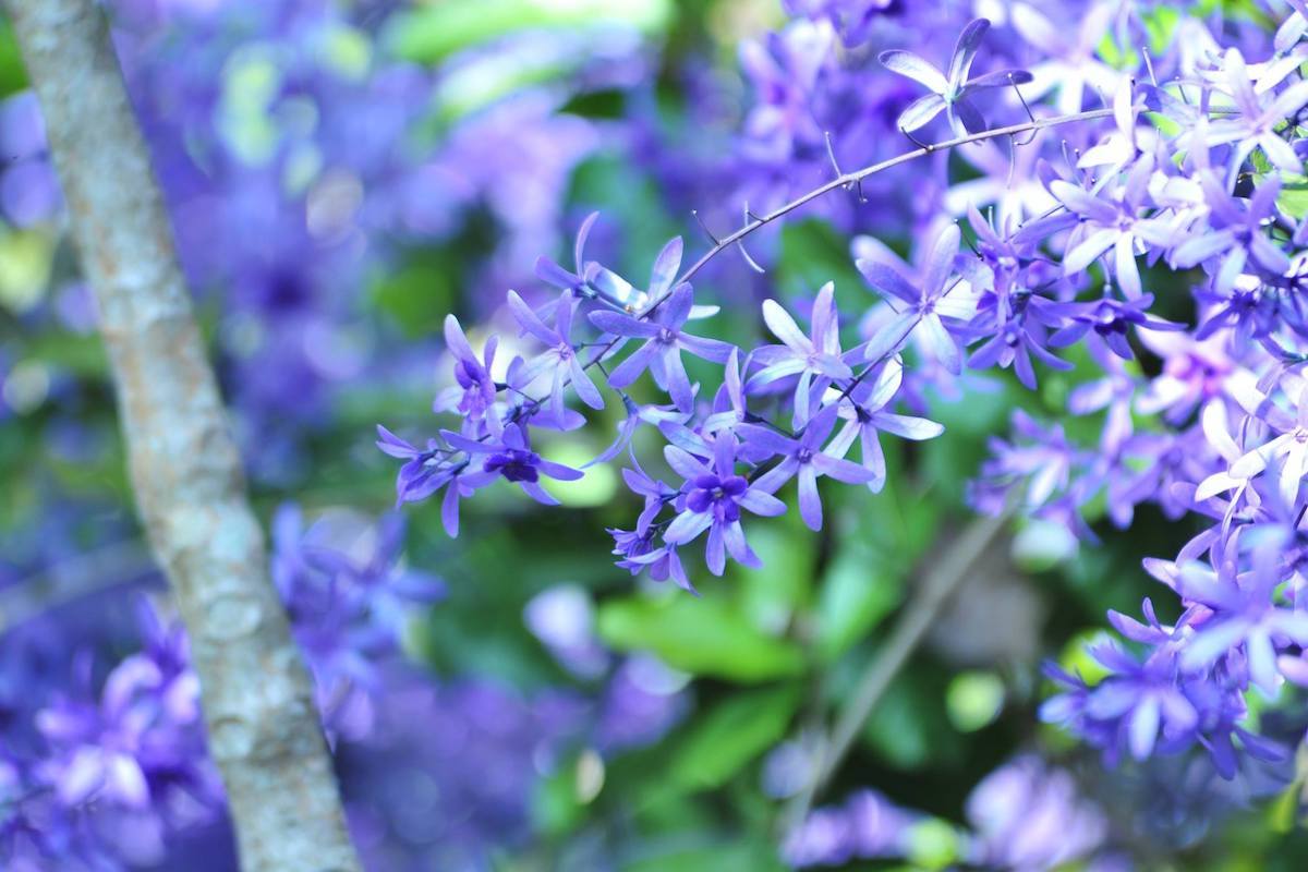 10 surprising places to admire flowers in Hong Kong Localiiz