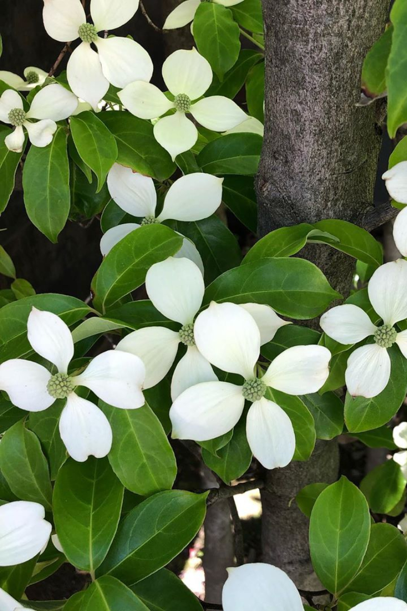 10 native plants & flowers to look out for in Hong Kong Localiiz