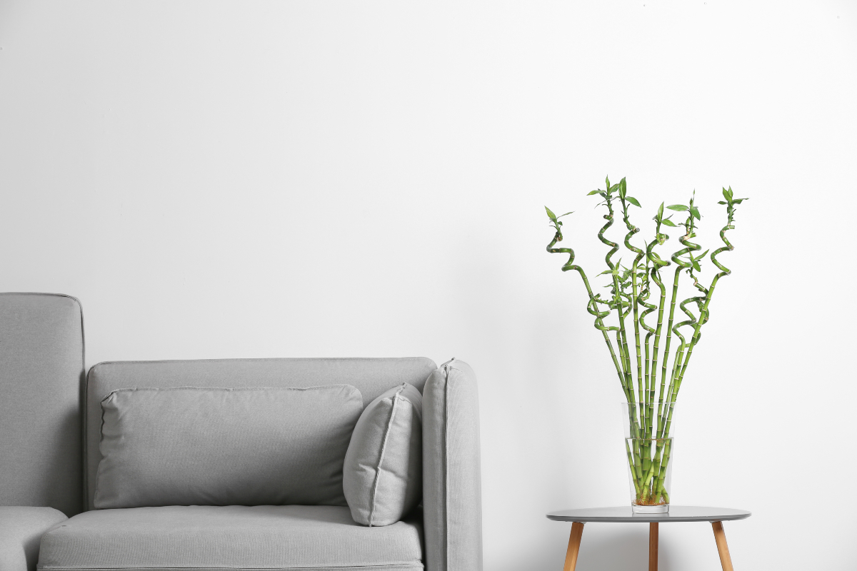 Your ultimate guide to Chinese New Year flowers | Localiiz