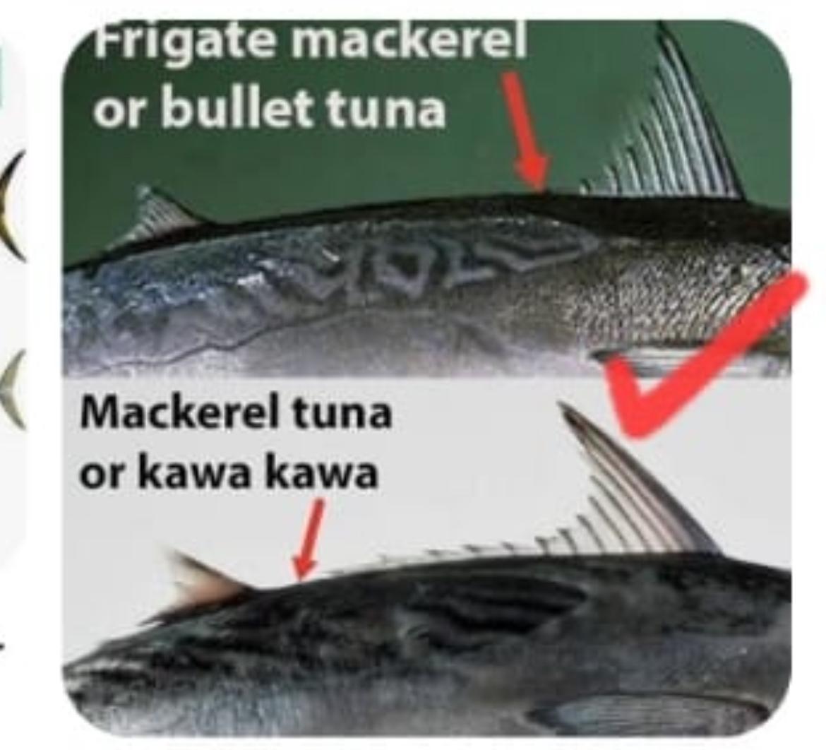 Fish suppliers required