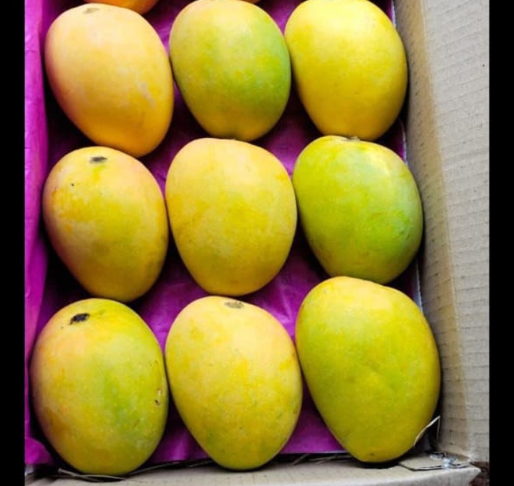 Alphonso mango