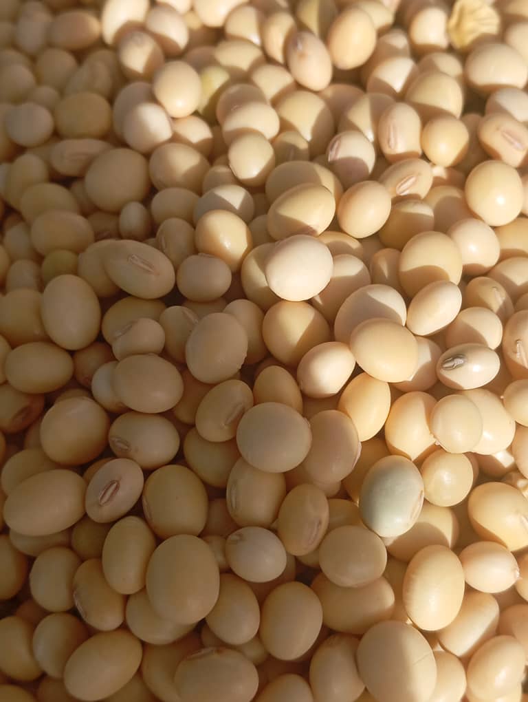 Hibiscus Flower image 3