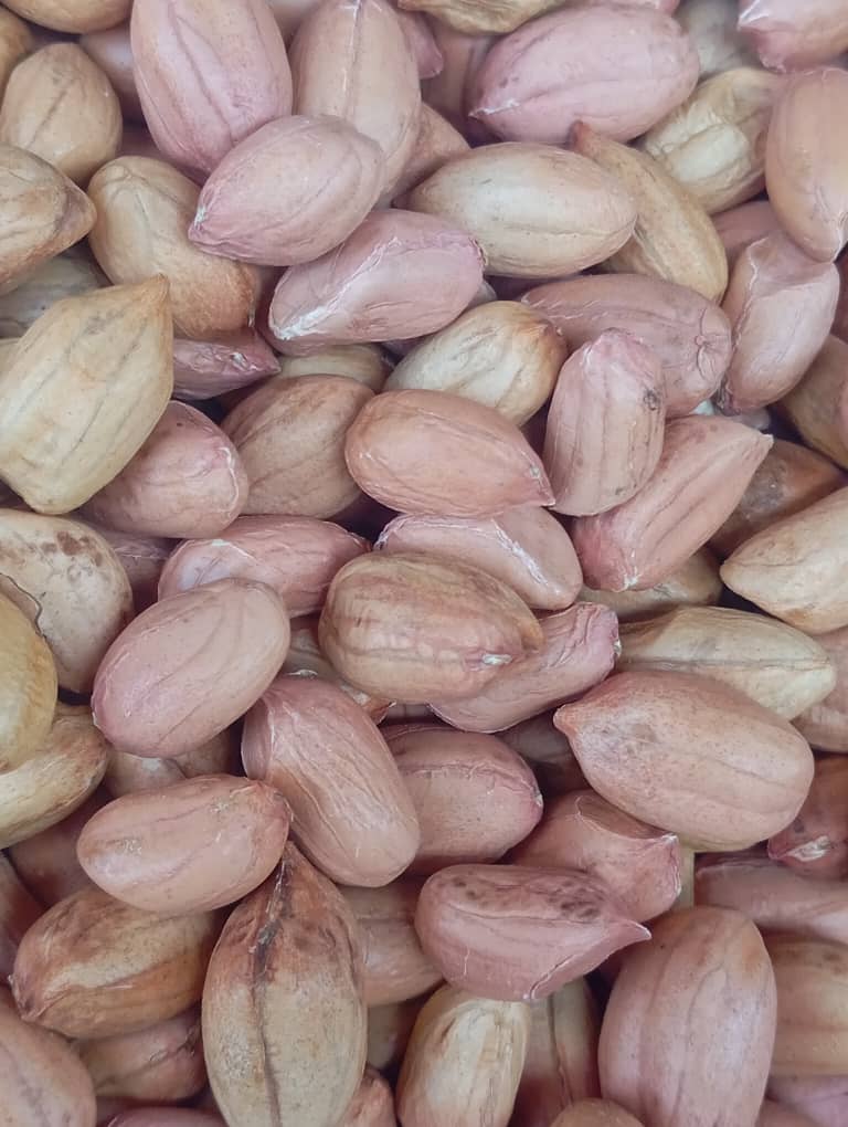 Hibiscus Flower image 4