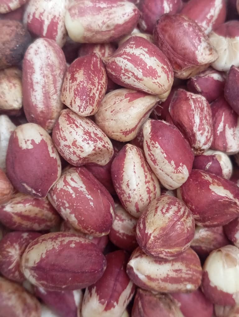 Hibiscus Flower image 5