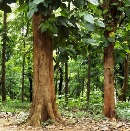 Teakwoods and any other woods based on requirement