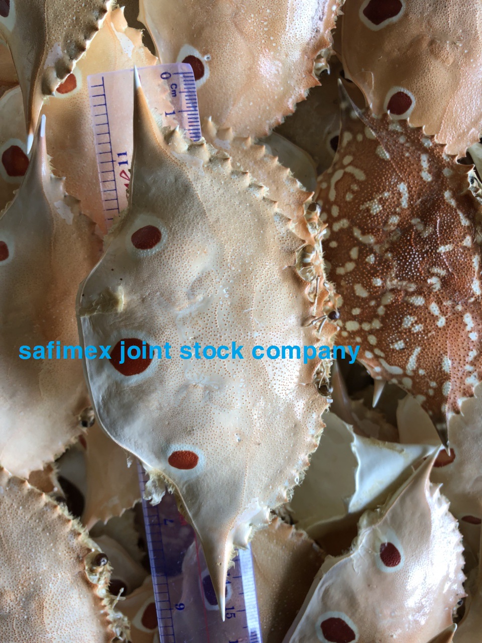 Dried Crab Shell image 5