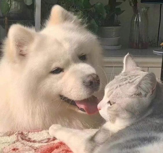 รายการ 98+ ภาพพื้นหลัง พี่คนโปรดผมโสดครับ คมชัด