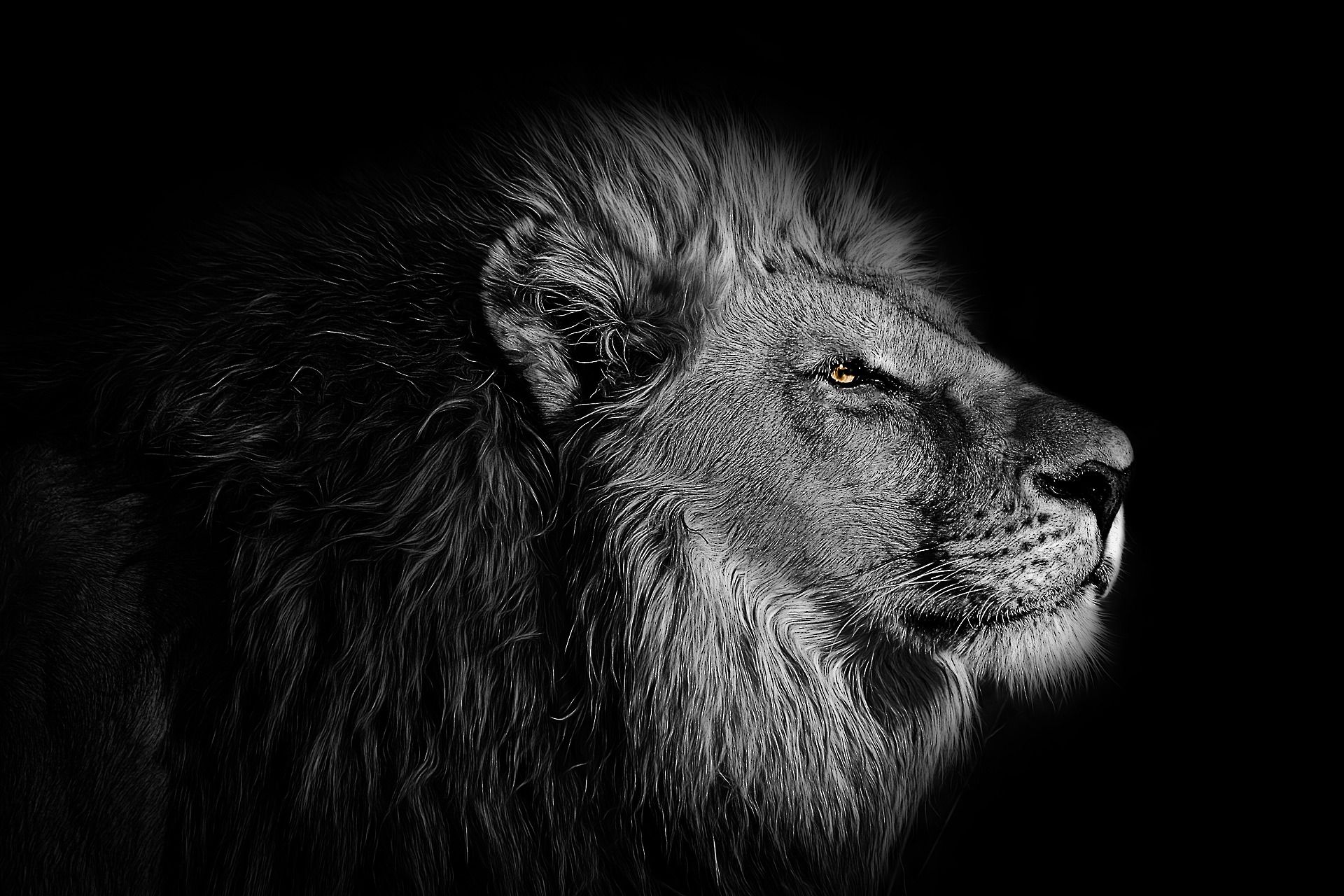ภาพโดย Randy Rodriguez จาก Pixabay