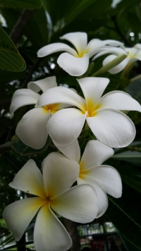 จำปาสีขาว