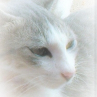 แมวขาวเทา นักเขียน