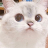 เหมียวไซเบอร์