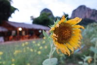 อรุณศรี