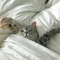 ดุ๊กดิ๊กเล่าเรื่อง