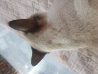 ลูเคทธีย์