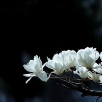 ฮวางจื่อหลิง