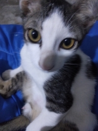 มะเมี๊ยว