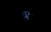 Black Dog