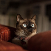 สนามอารมณ์