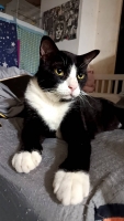 BlackBlackFatCat