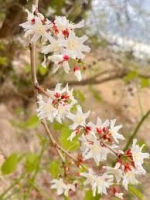 นายดอกติ้ว