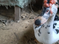 Mooooooo????