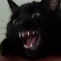 Blackcatnip