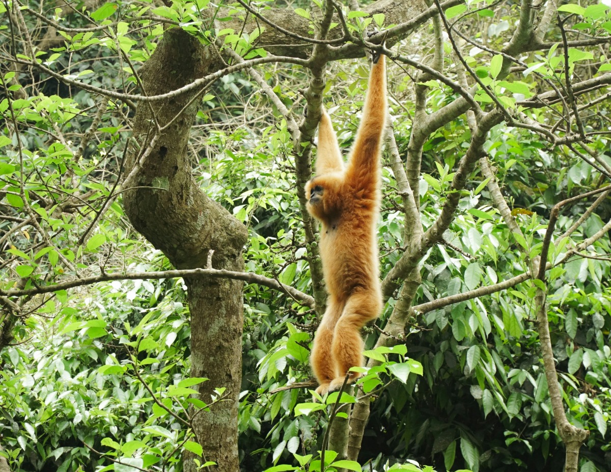 Cuc Phuong National Park