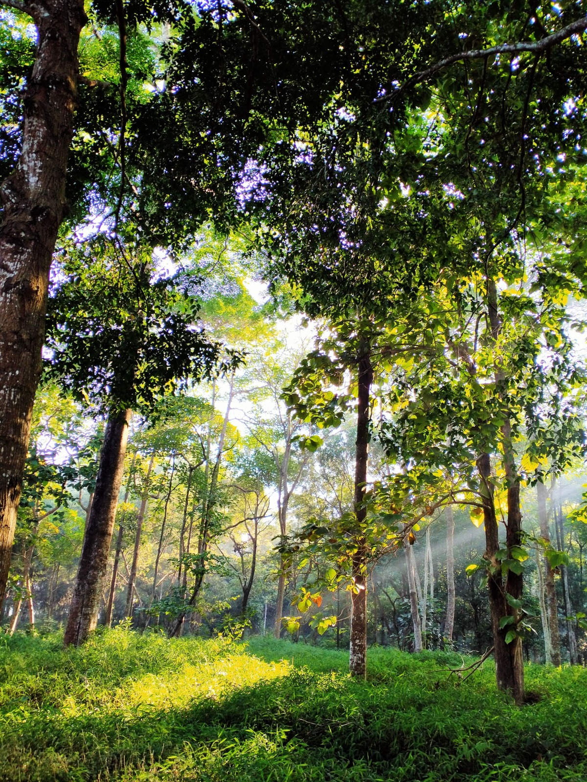Ba Vi National park