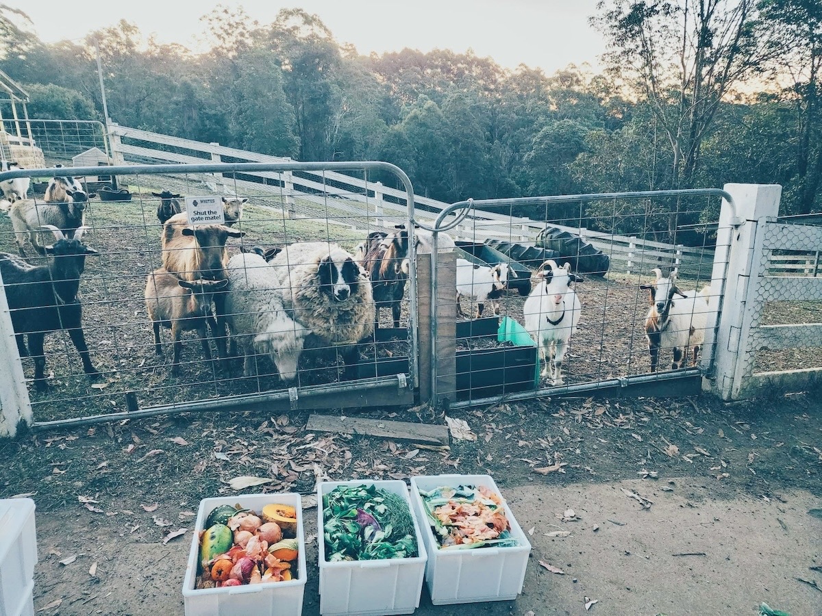 Goats at Catan Farm tucking into Bello Food Box scraps (1 of 10)