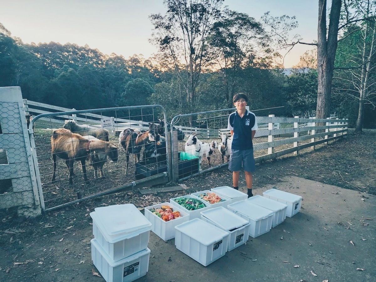 Goats at Catan Farm tucking into Bello Food Box scraps (2 of 10)