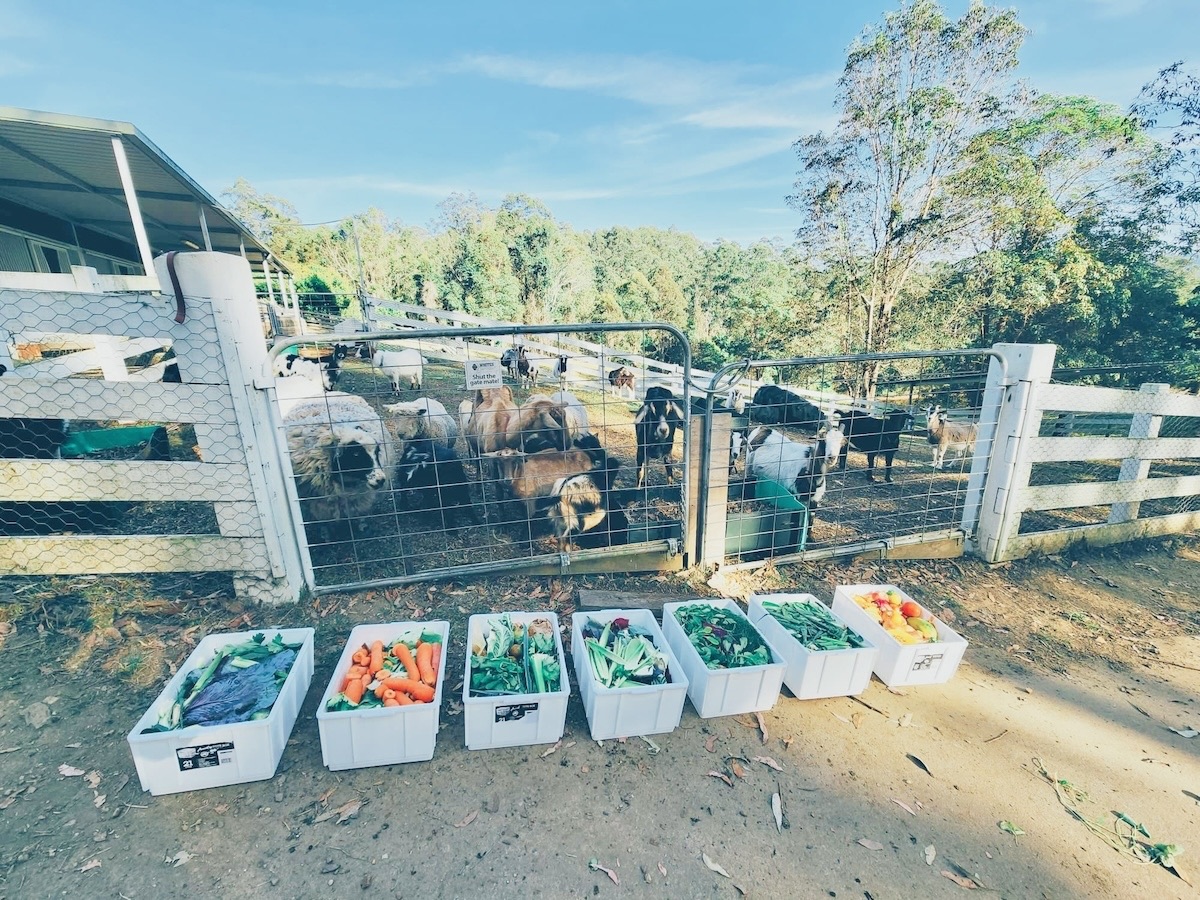 Goats at Catan Farm tucking into Bello Food Box scraps (3 of 10)