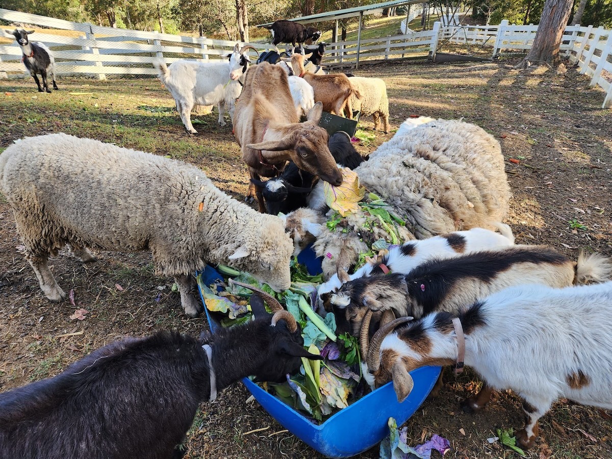 Goats at Catan Farm tucking into Bello Food Box scraps (4 of 10)