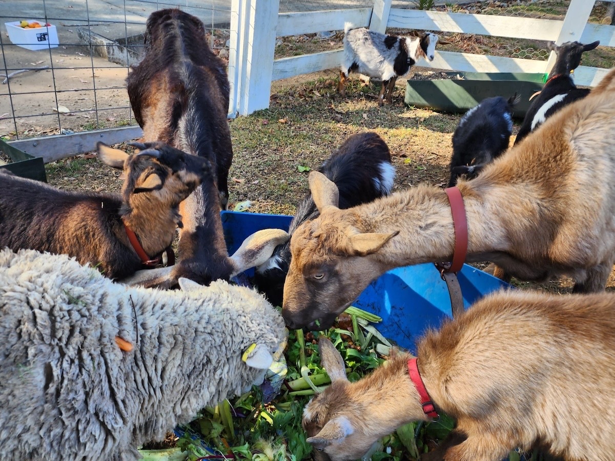 Goats at Catan Farm tucking into Bello Food Box scraps (5 of 10)