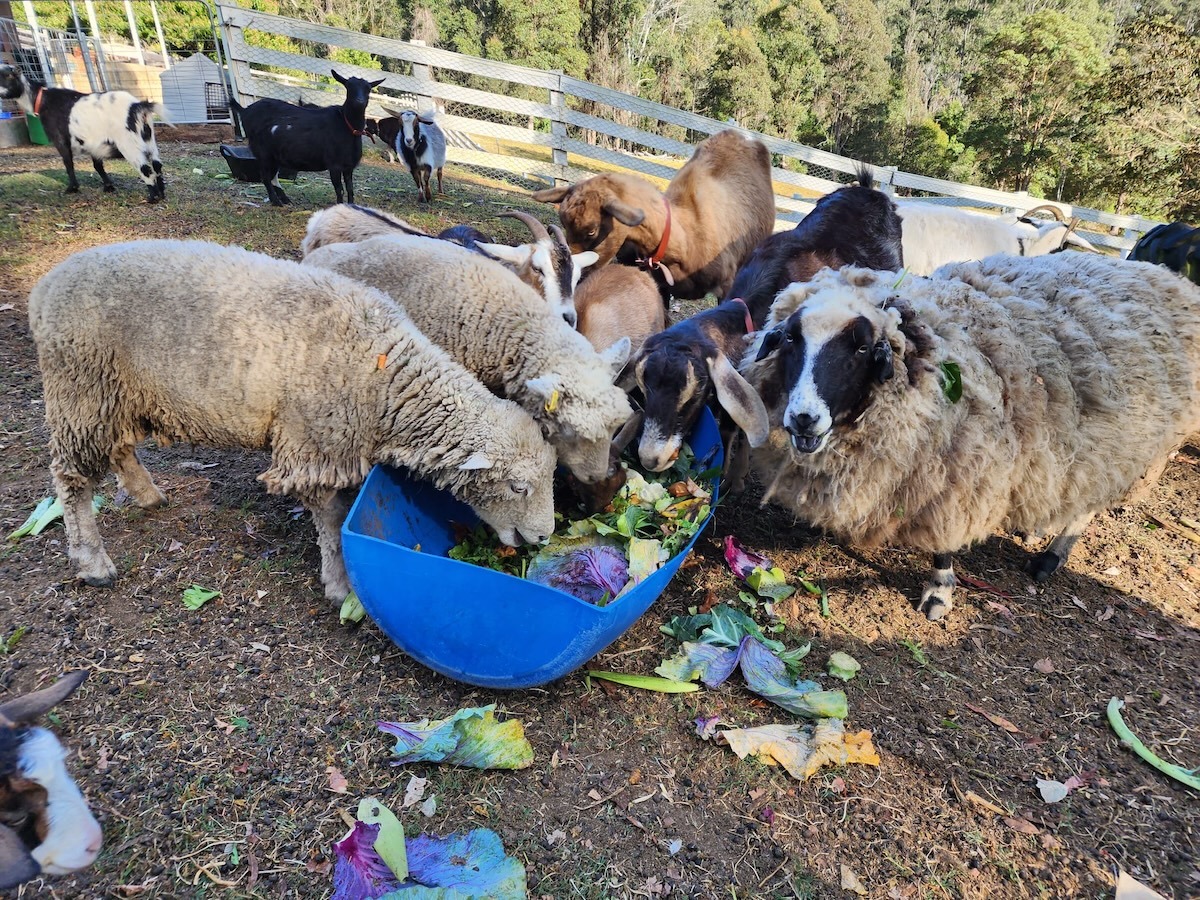 Goats at Catan Farm tucking into Bello Food Box scraps (6 of 10)