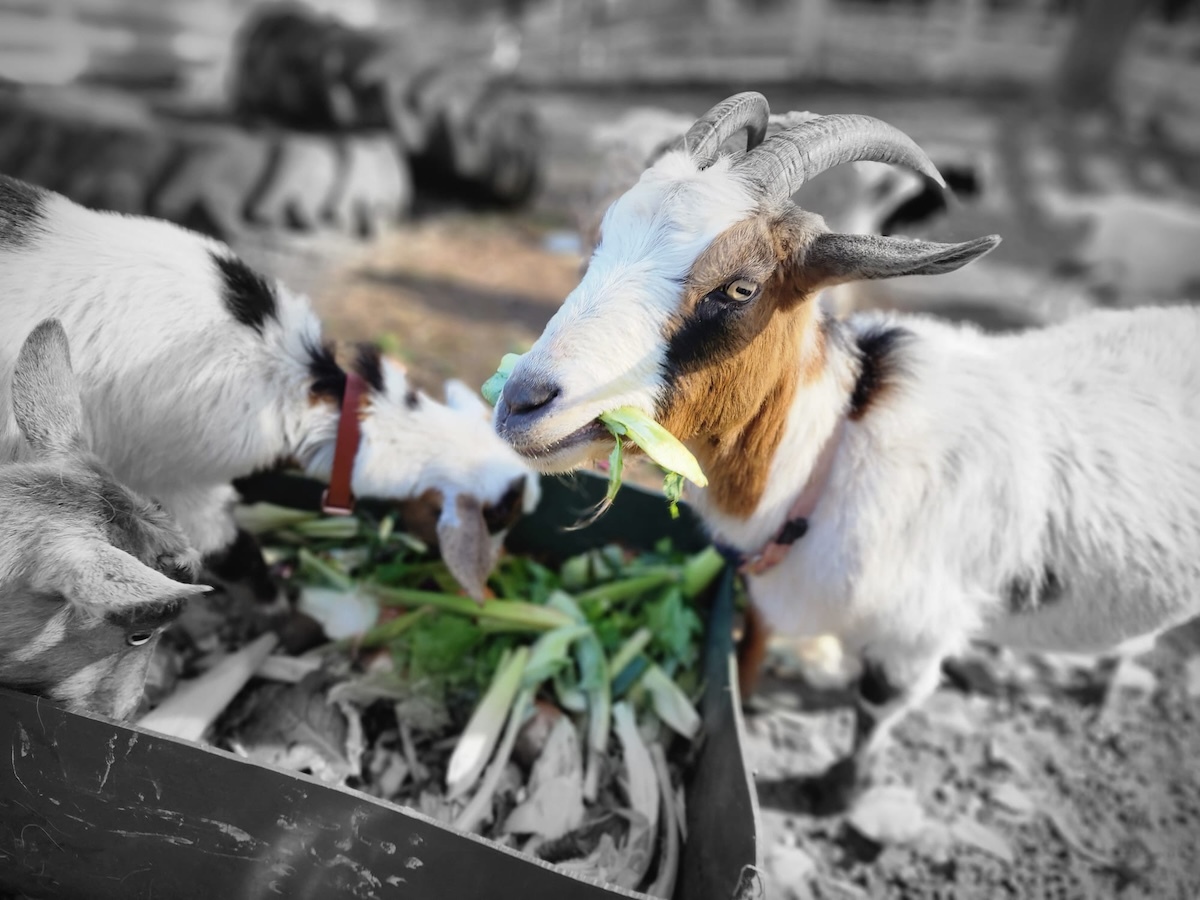 Goats at Catan Farm tucking into Bello Food Box scraps (7 of 10)