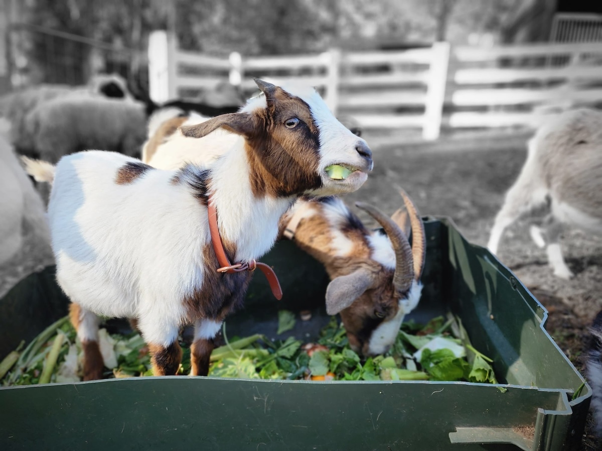 Goats at Catan Farm tucking into Bello Food Box scraps (8 of 10)