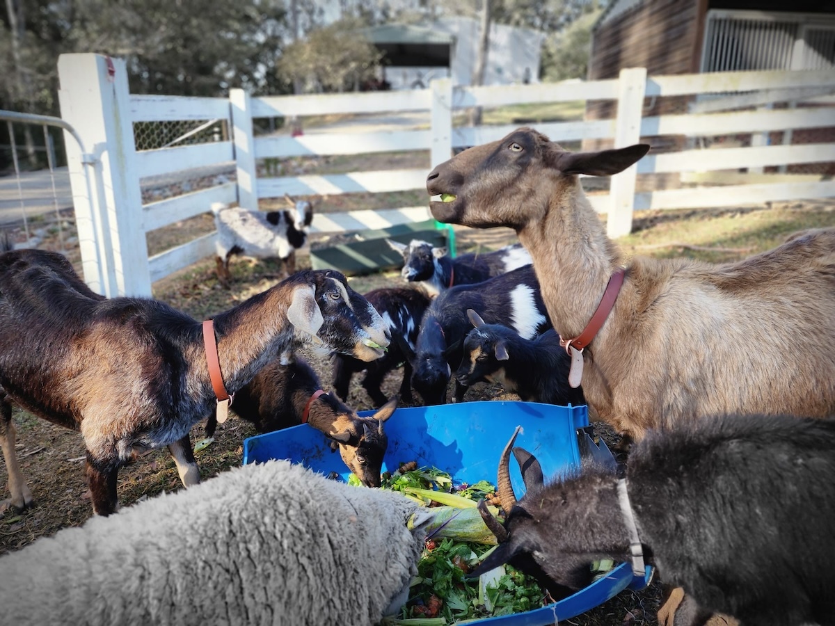Goats at Catan Farm tucking into Bello Food Box scraps (9 of 10)